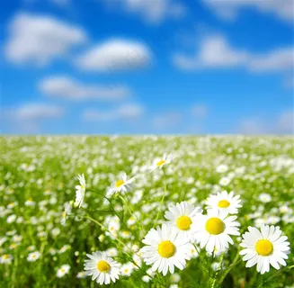 唯美菊花海图片