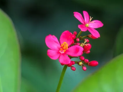 植物花朵壁纸图片 植物花朵壁纸图片