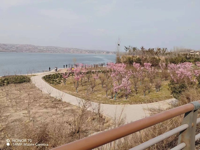亮色清新黄河樱花照