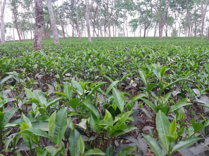 山上茶园图片