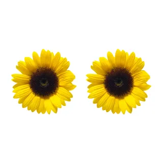 免抠向日葵摄影实物图片 免抠向日葵摄影实物图片