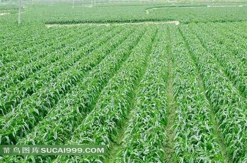 莴苣大面积农田种植图片 莴苣大面积农田种植图片