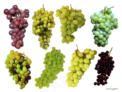 葡萄免抠素材 (15)