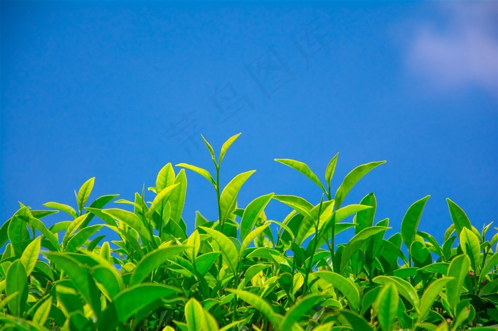 茶叶绿叶特写