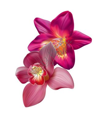 暗红色花朵矢量图