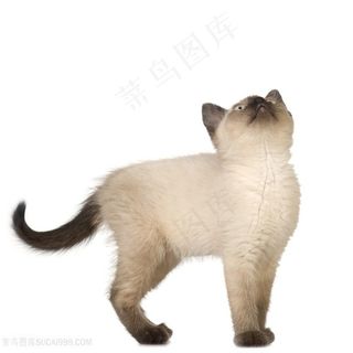 漂亮小猫高清图片