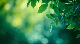 绿色树叶意境模糊光照叶子，春天夏日，春分立夏摄影图