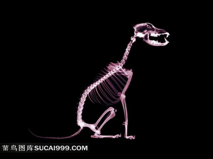 X光小狗透视图素材