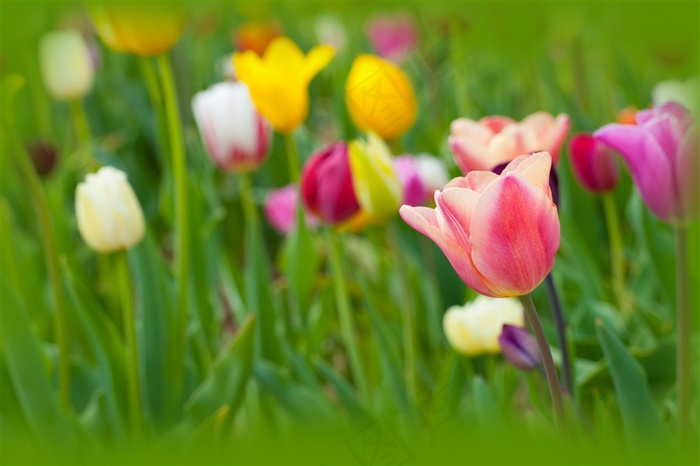 郁金香花海高清图片