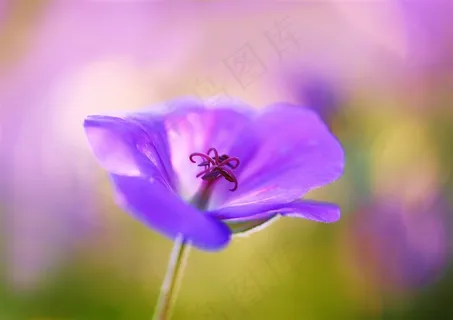 唯美鲜花高清摄影图片