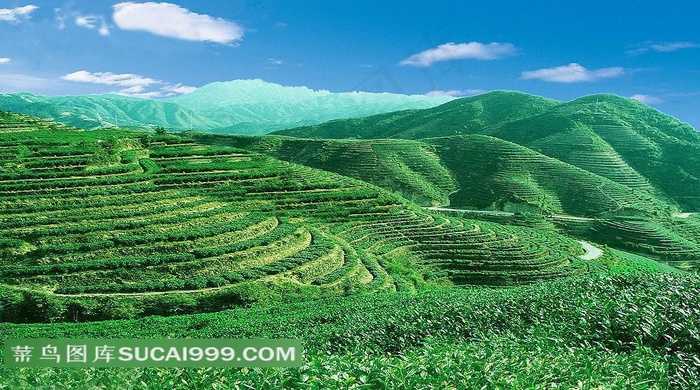 茉莉饮品广告元素 高清绿色茶园摄影图片素材