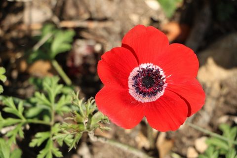 高清红色鲜花摄影图片