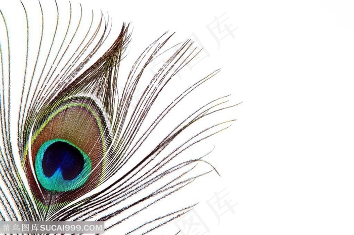 孔雀羽毛图片