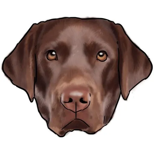 拉布拉多犬 PNG免抠(3000x3000)