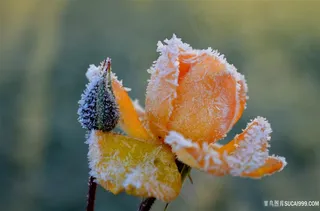 花朵上的冰晶图片