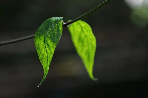嫩绿树叶图片 嫩绿树叶图片