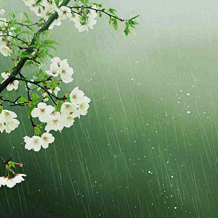 春天雨天白色花朵，雨水谷雨摄影图(1024x1024)