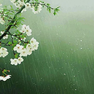 春天雨天白色花朵，雨水谷雨摄影图