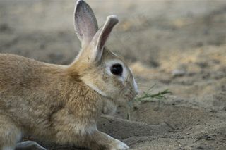 软萌可爱的兔子摄影