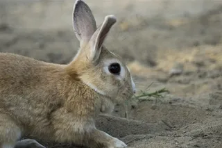 软萌可爱的兔子摄影