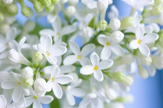 花朵植物花卉鲜花