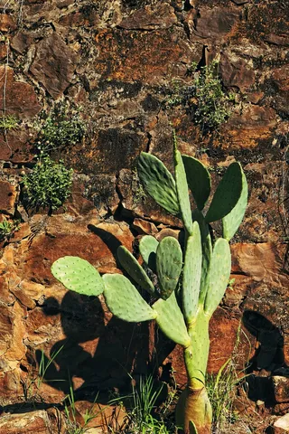 绿色仙人掌仙人球摄影素材