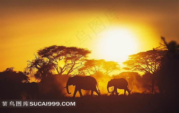 大象剪影高清图片