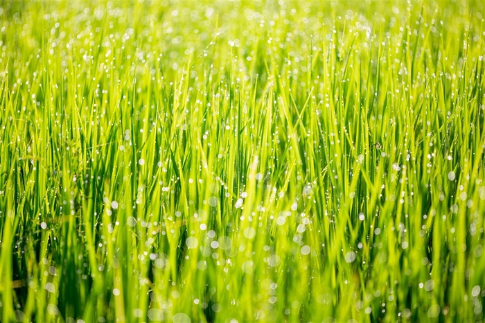 草坪系列 - 充满露水的绿色草丛