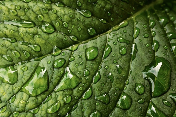 树叶经脉水滴特写背景高清图片