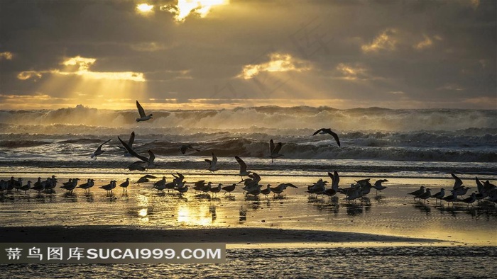 大海边的一群海鸥素材