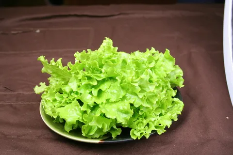 生菜_    生菜_