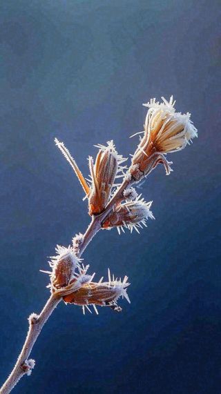 冬天白霜覆盖的植物立冬霜降小雪大雪冬至摄影图