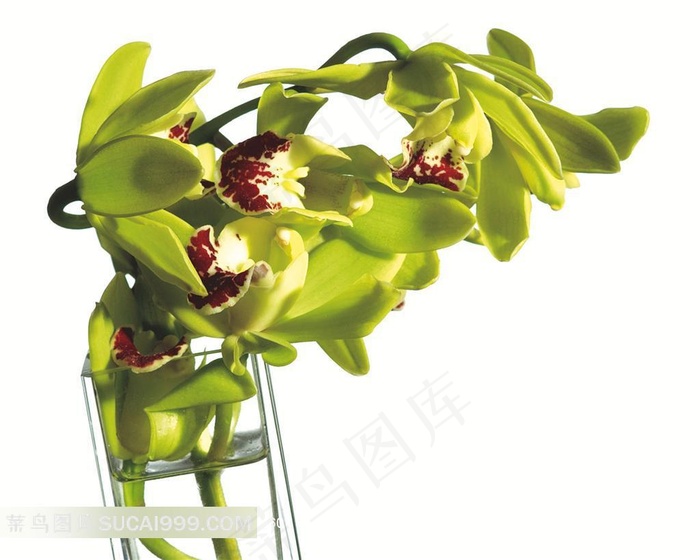 精美兰花高清素材