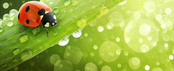 春天雨水叶子绿叶上的七星瓢虫，虫类，谷雨春分摄影图(1712x704)