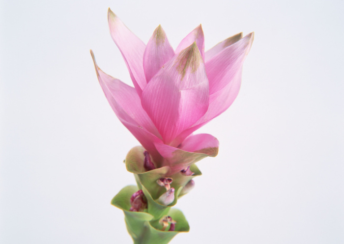 花朵粉花儿