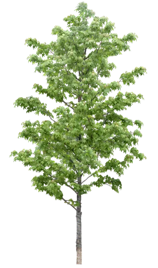 高清树木素材 免抠PSD植物素材 美术绘画园林贴图 树草灌木花草