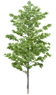 高清树木素材 免抠PSD植物素材 美术绘画园林贴图 树草灌木花草 高清树木素材 免抠PSD植物素材 美术绘画园林贴图 树草灌木花草