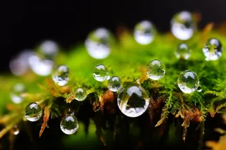 雨过天晴苔藓上的露珠摄影图