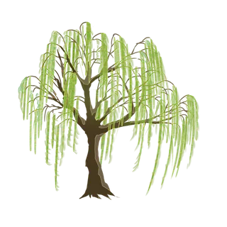 树木树枝树叶免扣素材