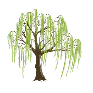 树木树枝树叶免扣素材