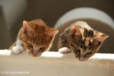 伸出头的小猫咪图片