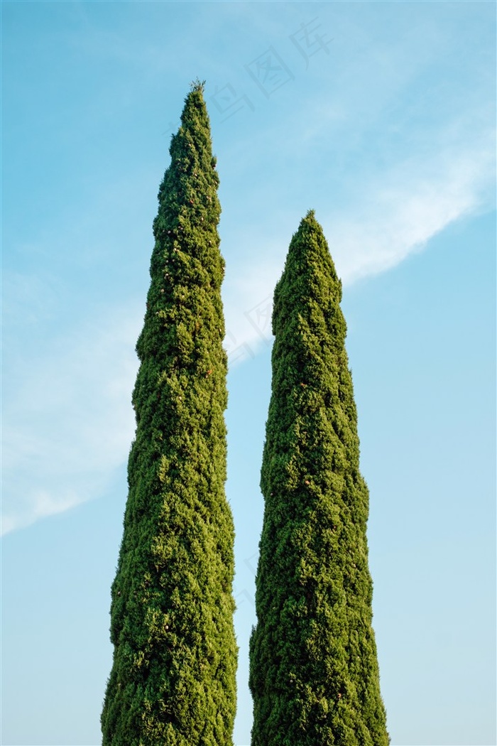 两棵高大的植物