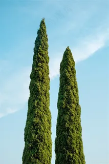 两棵高大的植物