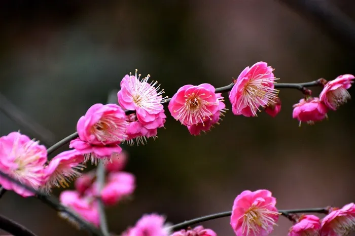 鲜花系列红梅花图
