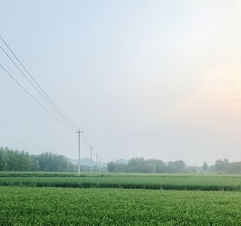 乡村稻田/乡村/清晨/手机摄影/自然/风景/农村