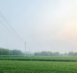 乡村稻田/乡村/清晨/手机摄影/自然/风景/农村