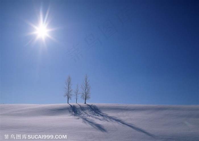 树林树木-阳光照耀着三颗在雪地里的树拉长和长长的影子