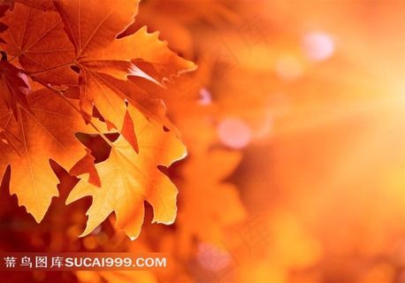 秋天枫叶素材图片