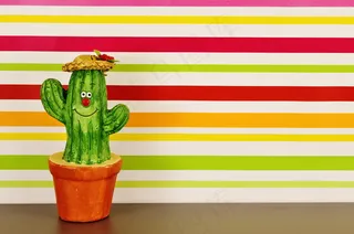 盆栽仙人掌另类图片