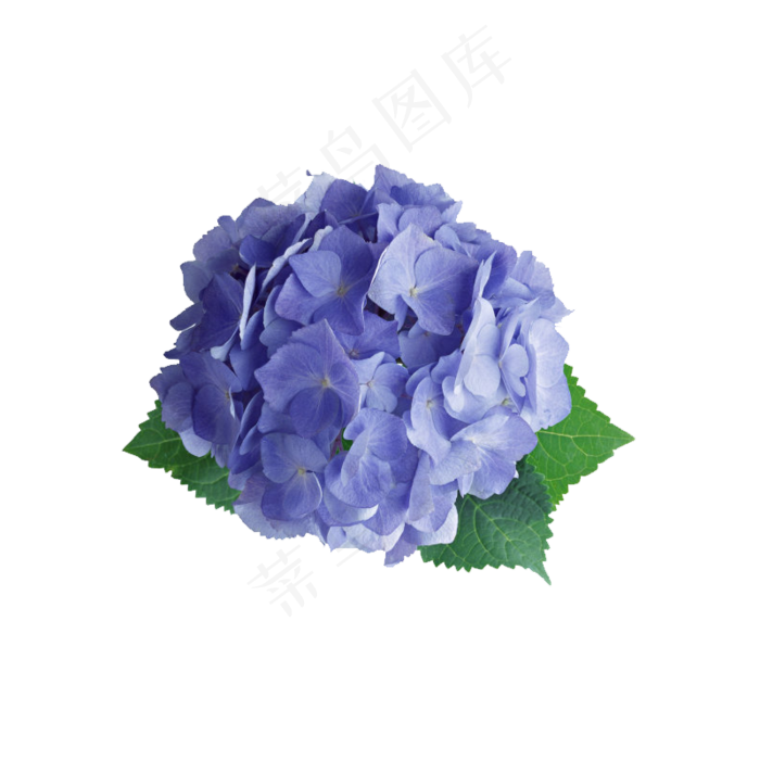 绣球花紫色小花好看